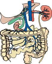 Intestinaltrakt