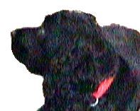 Ivy the Dog